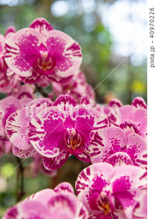 背景 バックグラウンド バックグランド 40970226