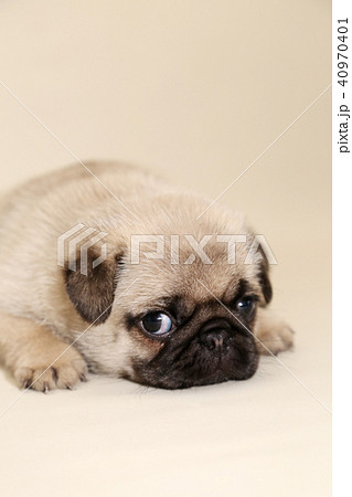 パグ 子犬 の写真素材