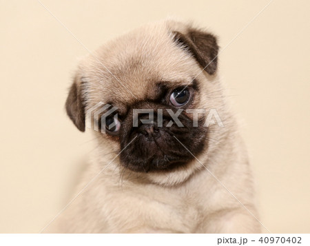 パグ　子犬　 40970402