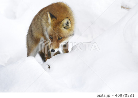 ホンドギツネ アカギツネ キツネ 狐 Japanese Red Fox 野性動物 雪 冬