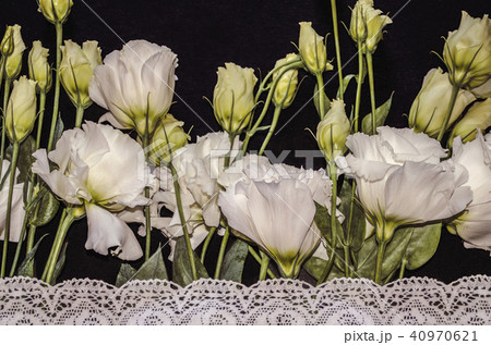 White flowers of Lisianthus with white border  40970621