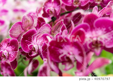 背景 バックグラウンド バックグランド 40970797