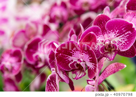 背景 バックグラウンド バックグランド 40970798