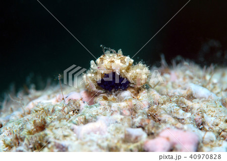カニ 抱卵 カニ 抱卵 40970828