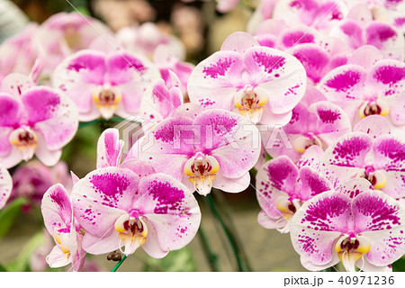 コチョウラン ファレノプシス コチョウラン属 40971236