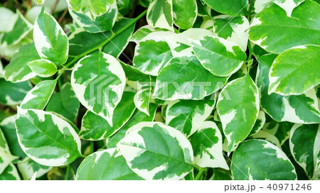 Green and white Polyscias leaf in a garden. 40971246