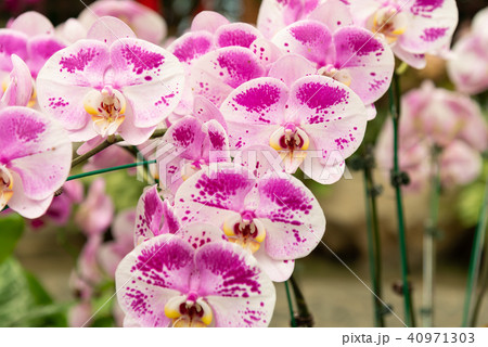 コチョウラン ファレノプシス コチョウラン属 40971303