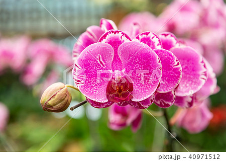 蘭 ラン 洋ラン 40971512