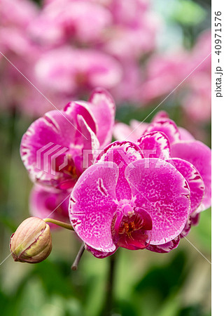 背景 バックグラウンド バックグランド 40971576