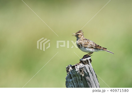 止まり木のヒバリ 止まり木のヒバリ 40971580