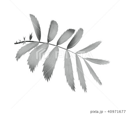 green palm leaf isolated on white background green palm leaf isolated on white background 40971677