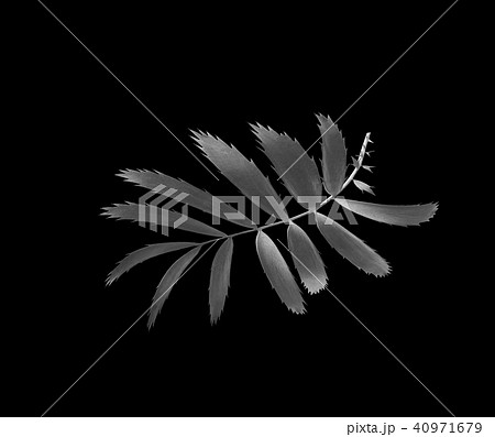 palm leaf isolated background with clipping path 40971679