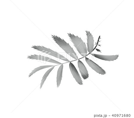 palm leaf isolated background with clipping path palm leaf isolated background with clipping path 40971680