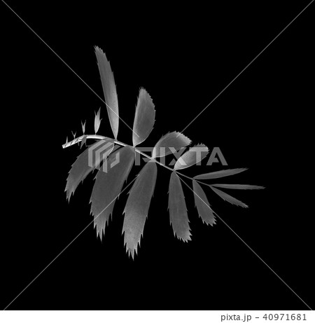 palm leaf isolated background with clipping path 40971681