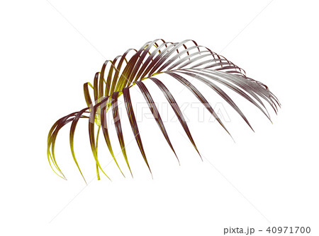 green leaf of palm tree isolated on white  40971700