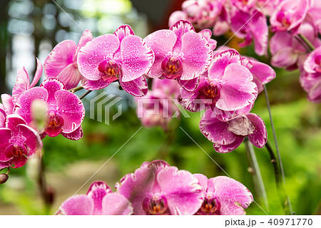 蘭 ラン 洋ラン 40971770