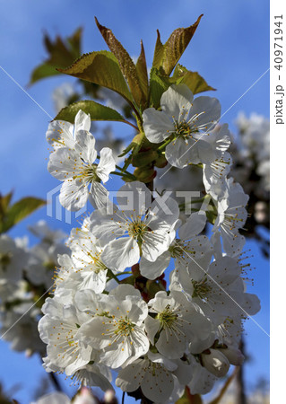 White cherryblossom close up. 40971941