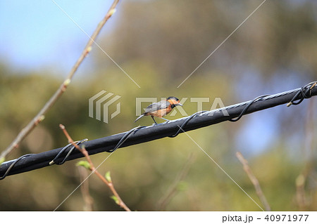 オーストンヤマガラ オーストンヤマガラ 40971977