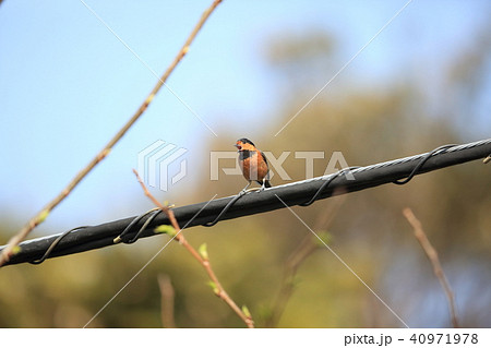 オーストンヤマガラ 40971978