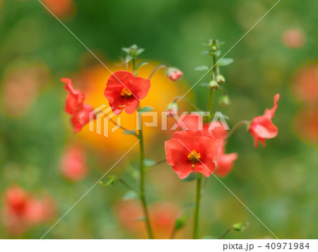 初夏の花壇のアロンソア 40971984