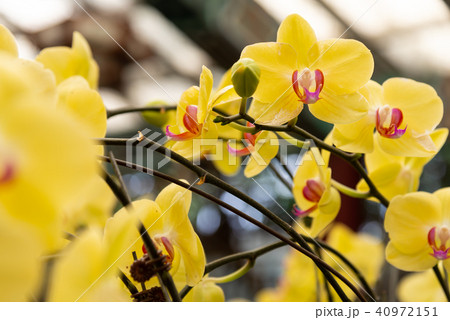 背景 バックグラウンド バックグランド 40972151