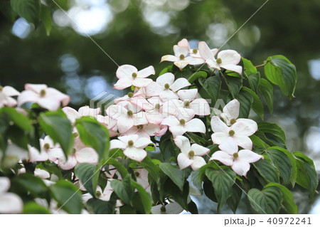 赤紫の色がはいった白いヤマボウシ 40972241