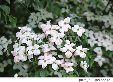 赤紫の色がはいった白いヤマボウシ 40972242