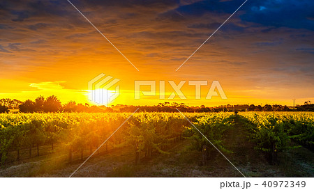 Grape vines in McLaren Vale at sunset Grape vines in McLaren Vale at sunset 40972349