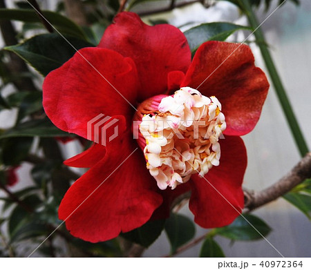 濃い赤の一重咲きに花芯が特長的なツバキ、ト伴(ぼくはん)椿である。 40972364