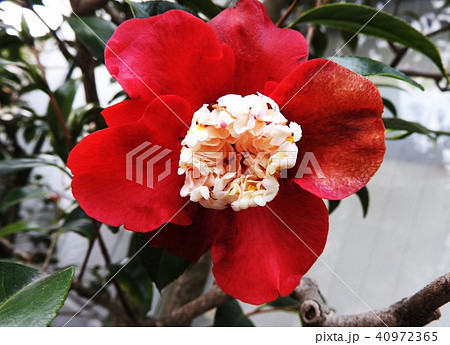 濃い赤の一重咲きに花芯が特長的なツバキ、ト伴(ぼくはん)椿である。 40972365