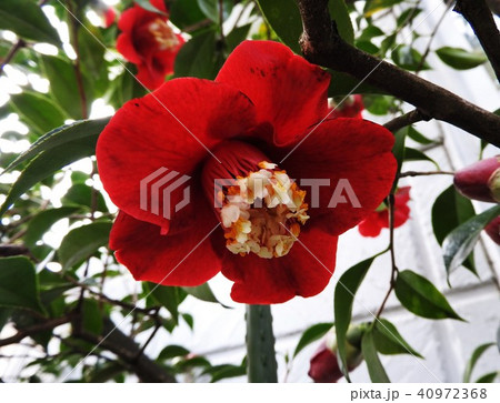 濃い赤の一重咲きに花芯が特長的なツバキ、ト伴(ぼくはん)椿である。 40972368