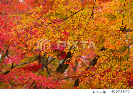 秋　紅葉 40972370