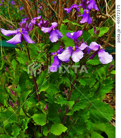 It Is Called Flower Radish Because Leaf Shape Stock Photo