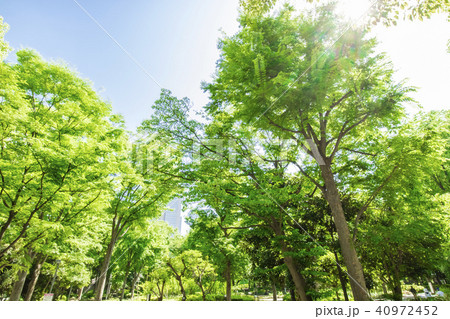新緑 40972452