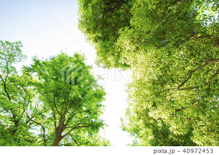 新緑と木漏れ日 新緑と木漏れ日 40972453