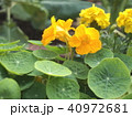 金蓮花 40972681