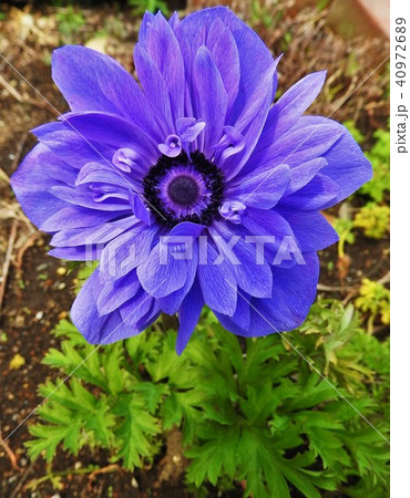 「君を愛す」という花言葉をもつアネモネ。恋の苦しみから脱出するには、この花を捧げるしかない。 40972689