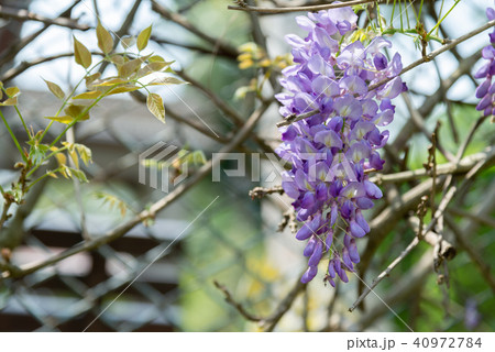 庭 庭園 ガーデン 40972784