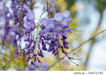 庭 庭園 ガーデン 40972785