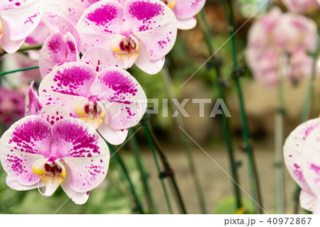 士林官邸蘭花展士林官邸らん展moth Orchid 蝴蝶蘭phalaenopsis 胡蝶蘭 照片素材 圖片 圖庫