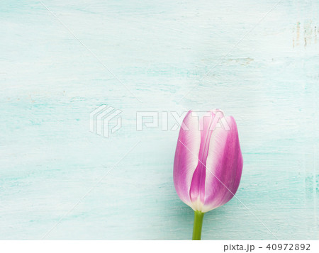 Spring easter tulip floral minimal pastel color Spring easter tulip floral minimal pastel color 40972892
