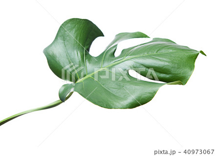 Monstera leaf isolated on white background. Monstera leaf isolated on white background. 40973067