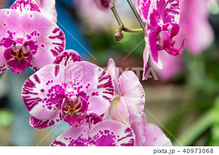 蘭 ラン 洋ラン 40973068