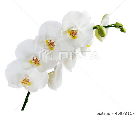 Blooming twig of Phalaenopsis orchid flower.  40973117