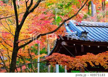 秋　紅葉　瓦屋根 40973183