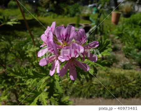 蚊嫌草 蚊嫌草 40973481