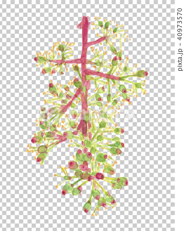Grape Flower Stock Illustration