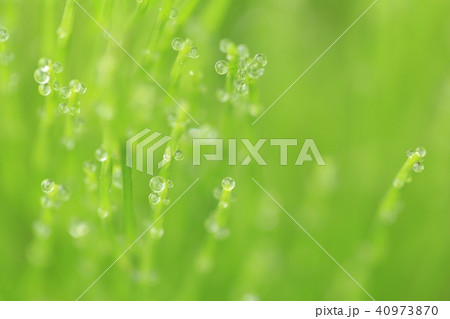 スギナの朝露 40973870