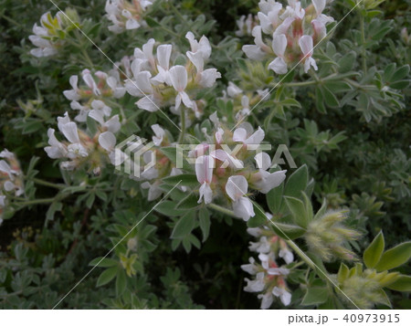 ロータスブリムストーン 40973915