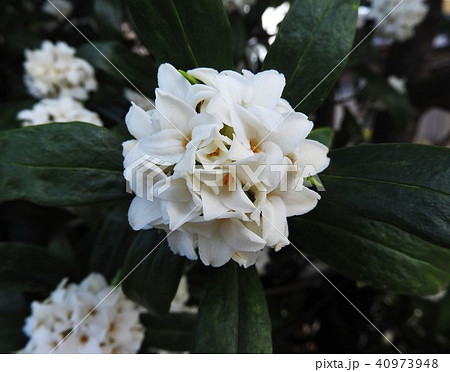 沈丁花は香り高い花を咲かせる春の樹木で、夏の梔子、秋の金木犀を合わせ三大香木と称される。 40973948